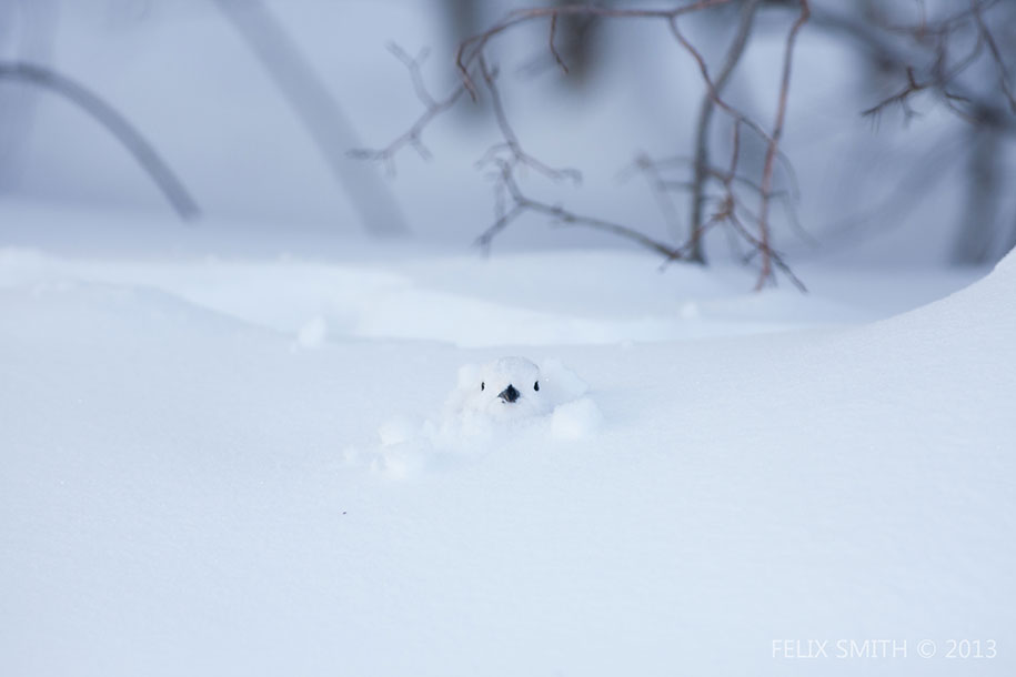 Belle image de koala + citation et autres animaux Animals-in-winter-1