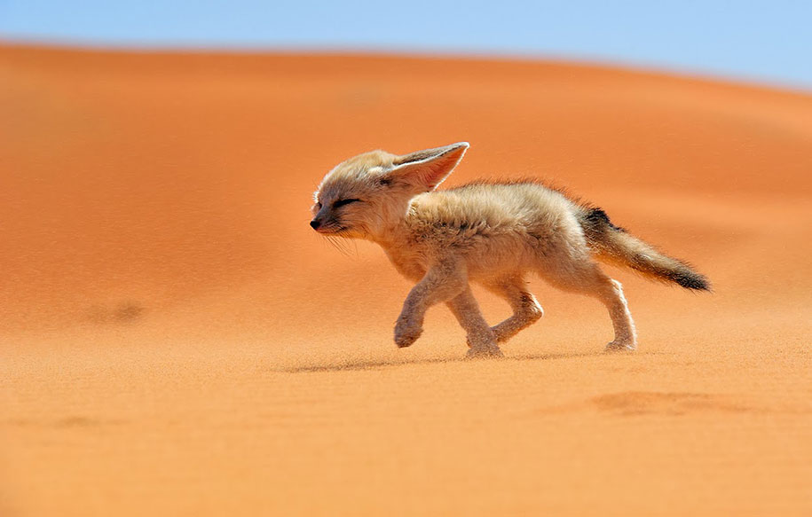 SONY WORLD PHOTOGRAPHY AWARD superbes photos d'animaux Beautiful-foxes-wildlife-photography-1