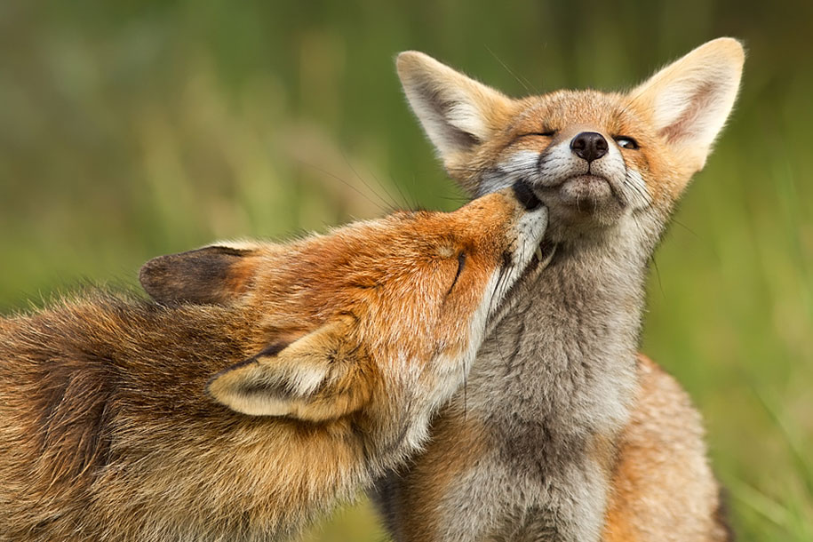 SONY WORLD PHOTOGRAPHY AWARD superbes photos d'animaux Beautiful-foxes-wildlife-photography-14