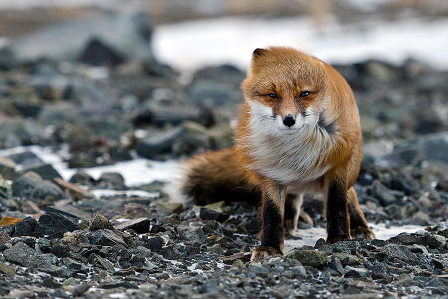 SONY WORLD PHOTOGRAPHY AWARD superbes photos d'animaux Beautiful-foxes-wildlife-photography-15