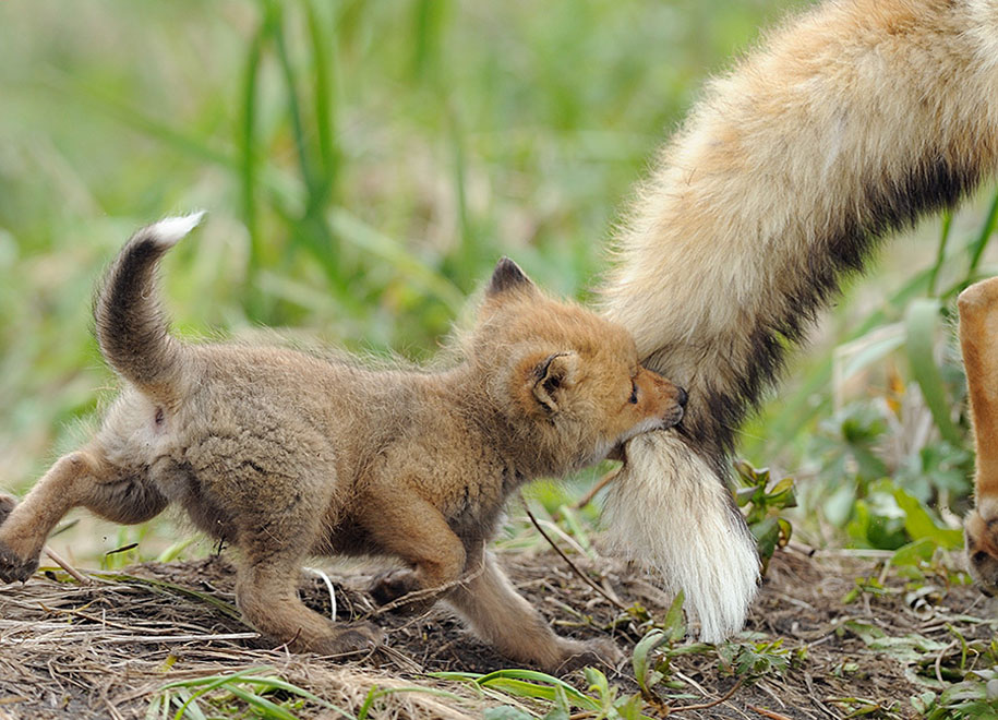 SONY WORLD PHOTOGRAPHY AWARD superbes photos d'animaux Beautiful-foxes-wildlife-photography-17