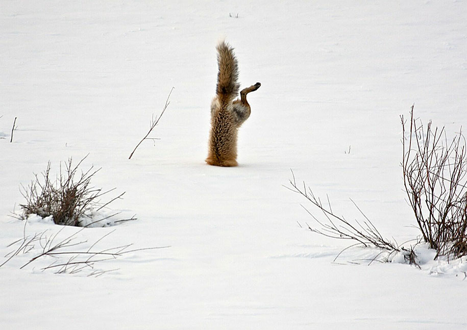 SONY WORLD PHOTOGRAPHY AWARD superbes photos d'animaux Beautiful-foxes-wildlife-photography-3