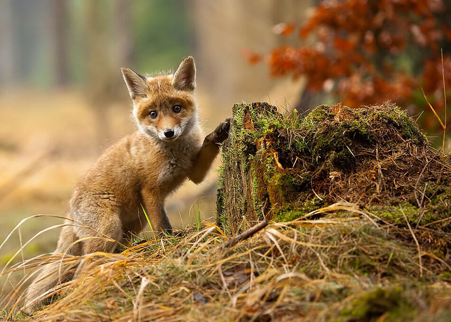 SONY WORLD PHOTOGRAPHY AWARD superbes photos d'animaux Beautiful-foxes-wildlife-photography-4