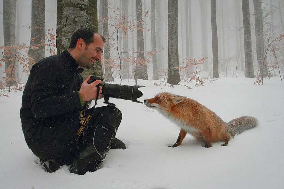 SONY WORLD PHOTOGRAPHY AWARD superbes photos d'animaux Beautiful-foxes-wildlife-photography-7