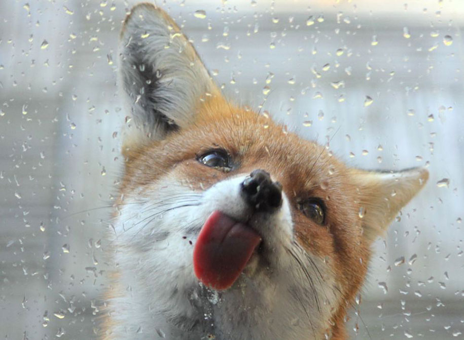 SONY WORLD PHOTOGRAPHY AWARD superbes photos d'animaux Beautiful-foxes-wildlife-photography-9