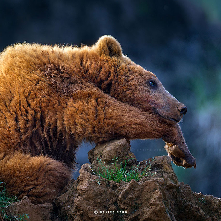 Belle image de koala + citation et autres animaux Wildlife-animal-photography-marina-cano-18