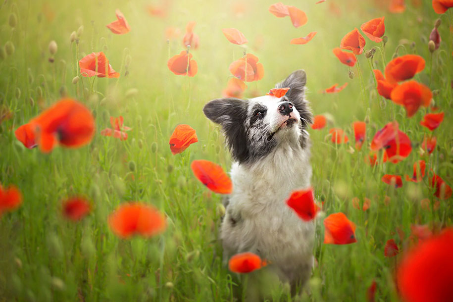 Alicja Zmyslowska Photography Animals-dog-photography-alicja-zmyslowska-3