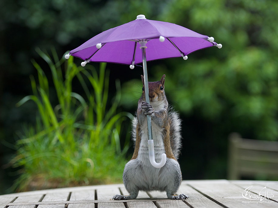 Cum e vremea în oraşul meu? - Pagina 2 Squirrel-umbrella-rain-squirrelisimo-max-ellis-2