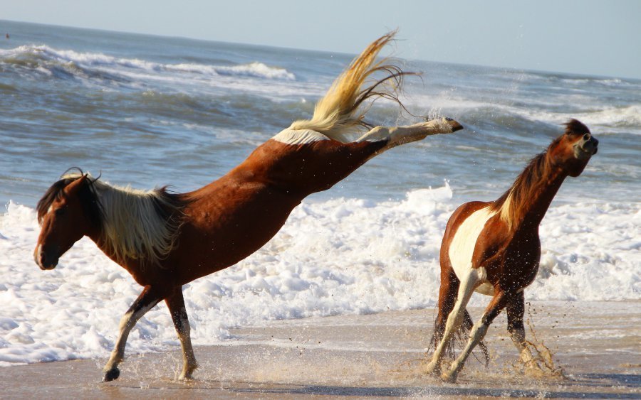 Les images qui VOUS font rire !!!  [ouais bon ca va hein] - Page 22 06chevaux-sauvages1