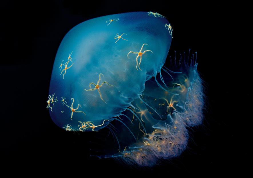 22 sublimes photographies de notre planète dévoilées par le magazine National Geographic ! Par Marine B.              Jelly-Starburst_HIRES_Andrea-Marshall_andrea%40queenofmantas.adapt.885.1