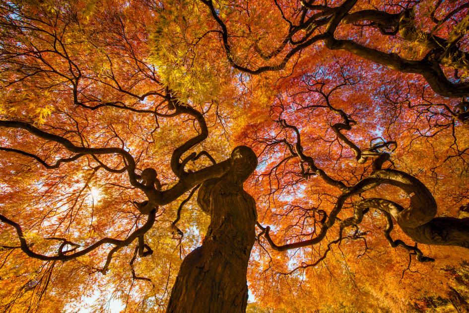 22 sublimes photographies de notre planète dévoilées par le magazine National Geographic ! Par Marine B.              Shinjuku-gyoen-garden-tokyo-maples-voe.adapt.945.1