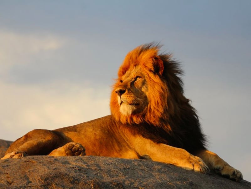 La beauté sans égal du monde animal résumée à travers 33 photographies magnifiques du concours National Geographic ! Par Jérémy B.                 Natgeo1