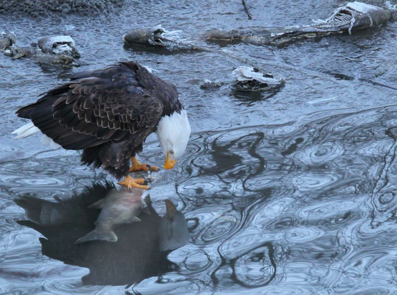 La beauté sans égal du monde animal résumée à travers 33 photographies magnifiques du concours National Geographic ! Par Jérémy B.                 Natgeo11