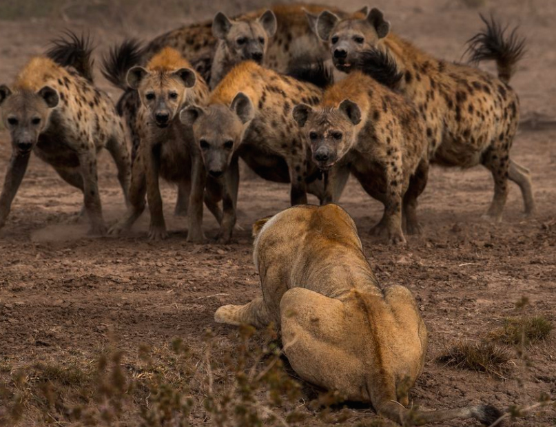 La beauté sans égal du monde animal résumée à travers 33 photographies magnifiques du concours National Geographic ! Par Jérémy B.                 Natgeo12