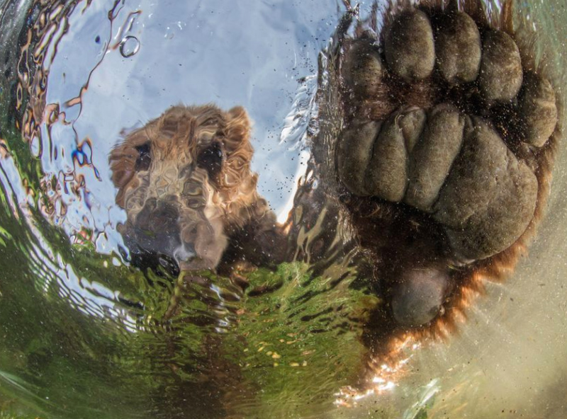 La beauté sans égal du monde animal résumée à travers 33 photographies magnifiques du concours National Geographic ! Par Jérémy B.                 Natgeo16