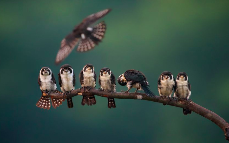 La beauté sans égal du monde animal résumée à travers 33 photographies magnifiques du concours National Geographic ! Par Jérémy B.                 Natgeo19