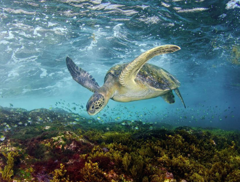 La beauté sans égal du monde animal résumée à travers 33 photographies magnifiques du concours National Geographic ! Par Jérémy B.                 Natgeo21