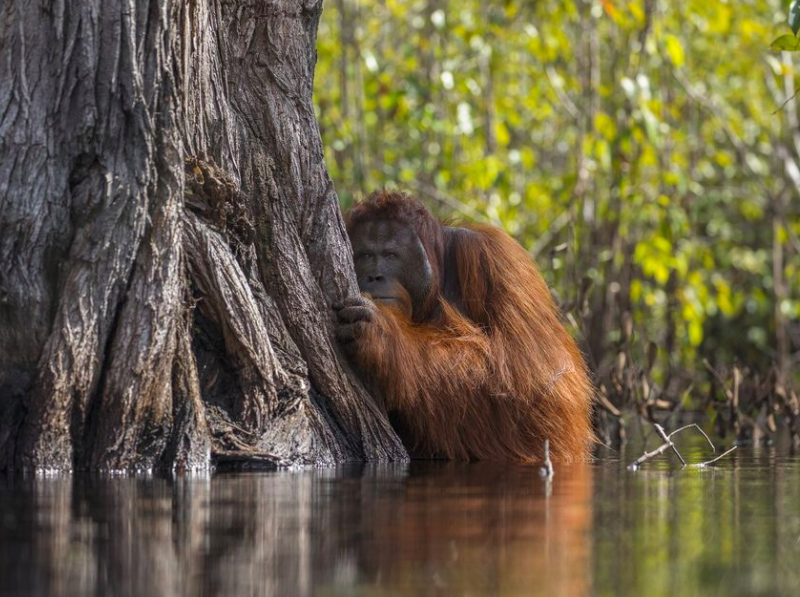 La beauté sans égal du monde animal résumée à travers 33 photographies magnifiques du concours National Geographic ! Par Jérémy B.                 Natgeo29