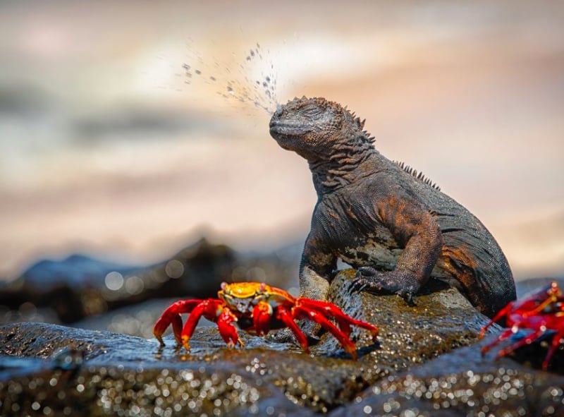 La beauté sans égal du monde animal résumée à travers 33 photographies magnifiques du concours National Geographic ! Par Jérémy B.                 Natgeo3