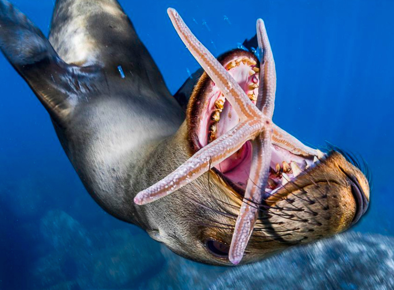 La beauté sans égal du monde animal résumée à travers 33 photographies magnifiques du concours National Geographic ! Par Jérémy B.                 Natgeo5