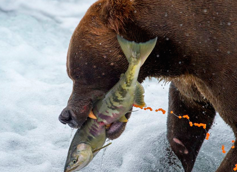 La beauté sans égal du monde animal résumée à travers 33 photographies magnifiques du concours National Geographic ! Par Jérémy B.                 Natgeo7