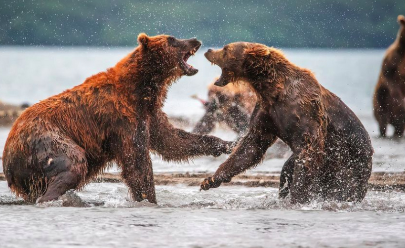 La beauté sans égal du monde animal résumée à travers 33 photographies magnifiques du concours National Geographic ! Par Jérémy B.                 Natgeo9