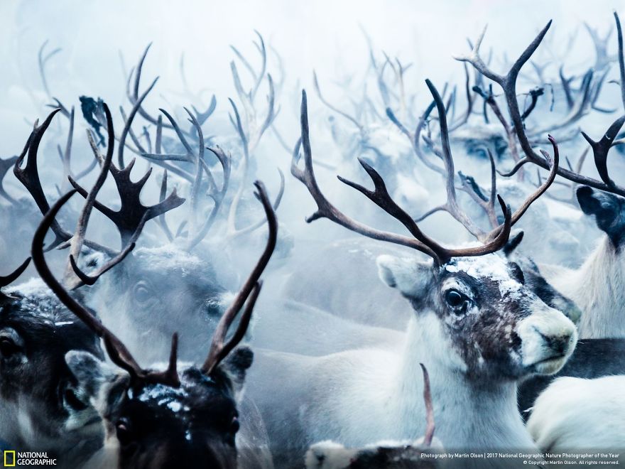 Les 24 plus belles photos récompensées lors du concours National Geographic ! Par Pauline M.                      37-5a323c8bcec43__880