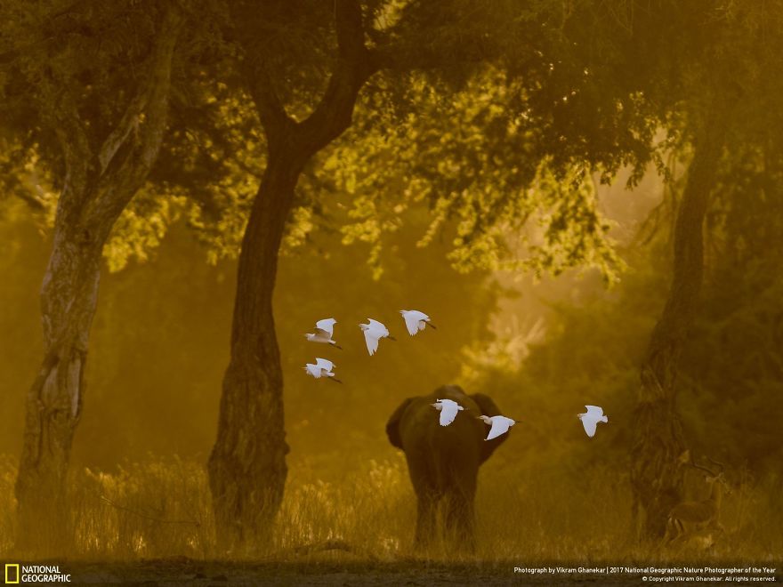 Les 24 plus belles photos récompensées lors du concours National Geographic ! Par Pauline M.                      38-5a323c8e25b8c__880