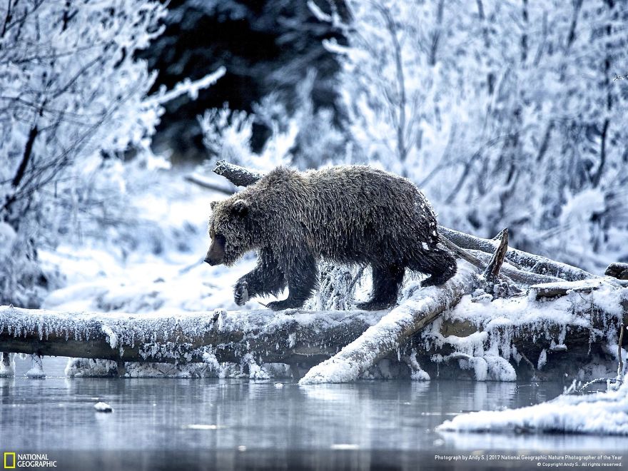 Les 24 plus belles photos récompensées lors du concours National Geographic ! Par Pauline M.                      39-5a323c90d4a66__880