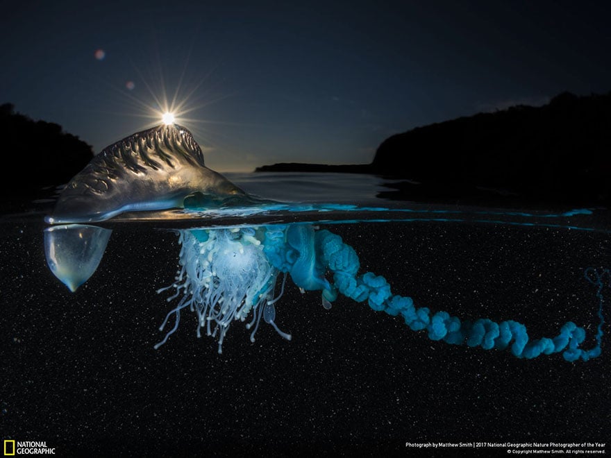 Les 24 plus belles photos récompensées lors du concours National Geographic ! Par Pauline M.                      National-geographic-nature-photographer-of-the-year-2017-winners-20-5a3233cd7e338__880