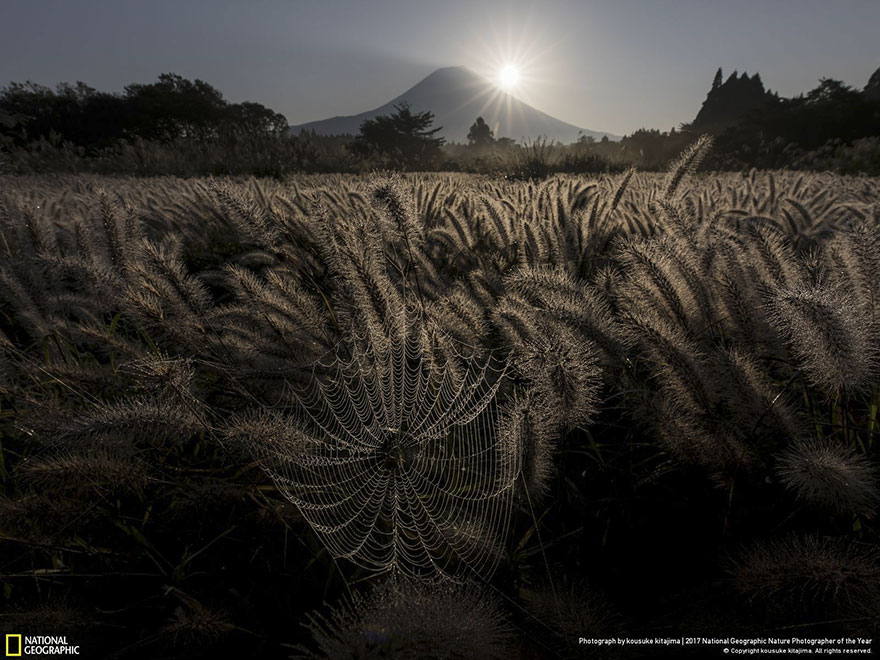 Les 24 plus belles photos récompensées lors du concours National Geographic ! Par Pauline M.                      National-geographic-nature-photographer-of-the-year-2017-winners-21-5a3233cf9c318__880