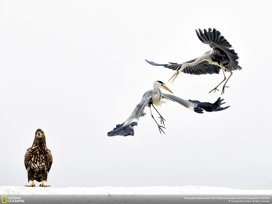 Les 24 plus belles photos récompensées lors du concours National Geographic ! Par Pauline M.                      National-geographic-nature-photographer-of-the-year-2017-winners-3-5a3233a93dc09__880