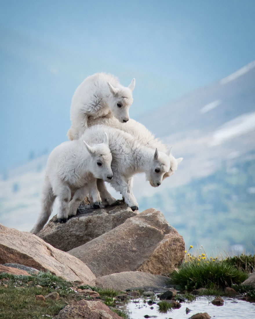 Les 24 plus belles photos récompensées lors du concours National Geographic ! Par Pauline M.                      National-geographic-nature-photographer-of-the-year-2017-winners-66-5a32482aa0977__880