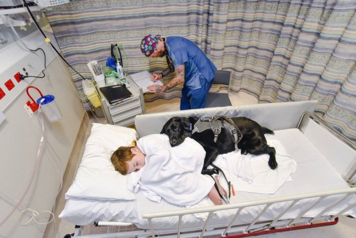 Il était hors de question pour ce chien de laisser son petit maître seul à l'hôpital A