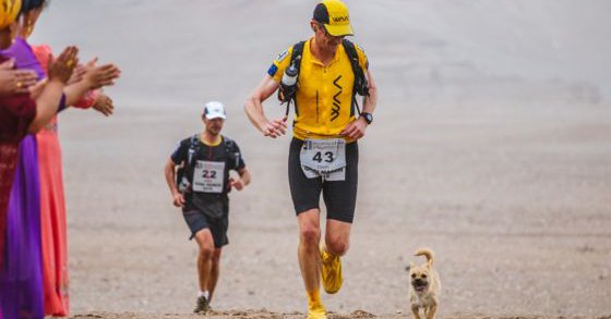 Un chien errant rejoint un marathonien, court 100km à ses côtés, et devient son animal de compagnie ! Course