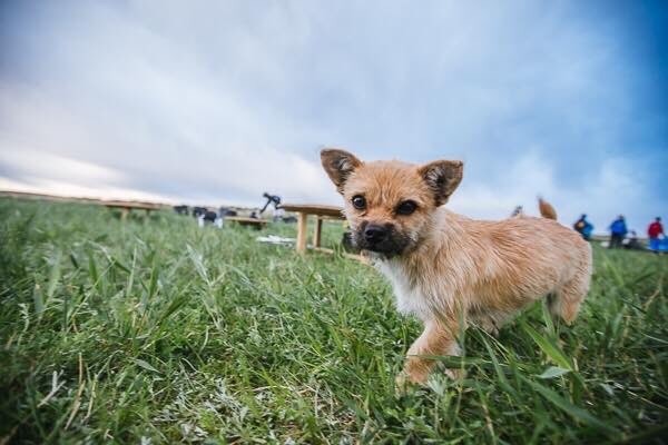 Un chien errant rejoint un marathonien, court 100km à ses côtés, et devient son animal de compagnie ! Herb