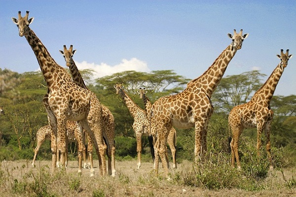 JOURNEE MONDIALE DES ANIMAUX Girafe2-0