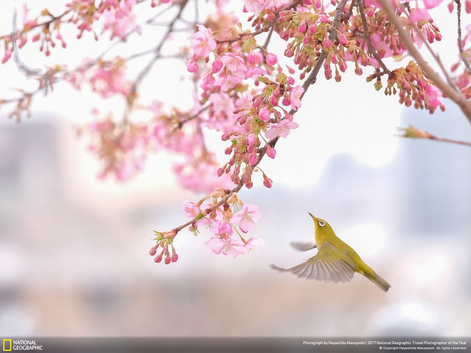 25 photographies récompensées au prestigieux « 2017 National Geographic Travel Photographer of the Year » ! Par Clément P.                          10048445_1600x1200