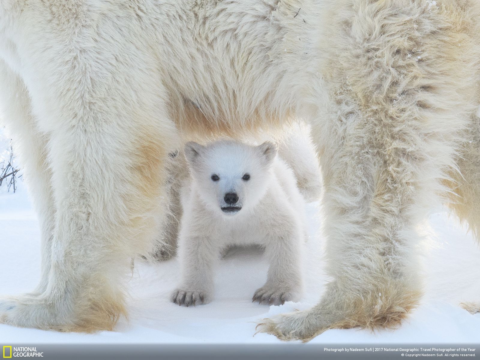 25 photographies récompensées au prestigieux « 2017 National Geographic Travel Photographer of the Year » ! Par Clément P.                          9826586_1600x1200