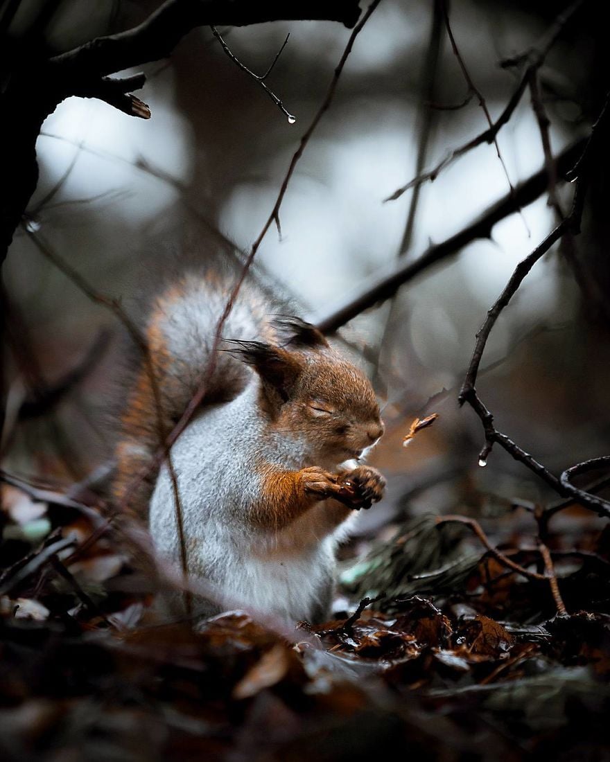 Un photographe immortalise la faune d'une forêt finlandaise dans une beauté éclatante ! (+Vid.10mn sur Bifoly)Par Jérémy B.                           Wildlands-animal-photography-joachim-munter-finland-3-5a43ad485cbab__880