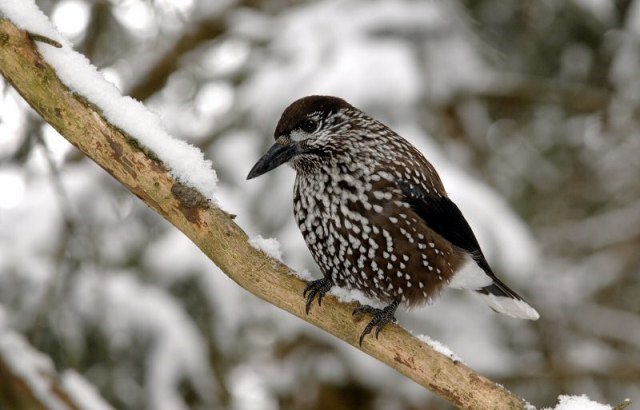 l'oiseau de martin du 14 Août trouvé par Blucat Derbo_flore_009