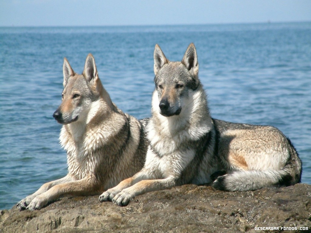  ¡¡¡ Bailando con lobos !!! - Página 3 Pareja-de-lobos