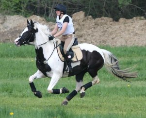 Coloured Trakehners, un phénomène pas si récent... Kimgal1