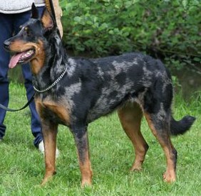 LE BEAUCERON - Page 8 TORTUE%20Coups%20de%20feux