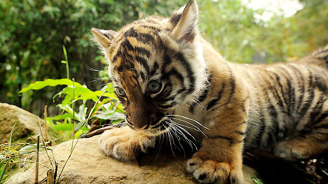 CACHORROS Y ANIMALES - Página 30 Cachorros-de-tigres