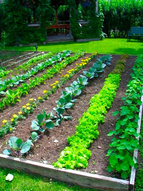 زراعة الخضراوات في المنزل واختيار الموقع المناسب Backyard-vegetable-garden