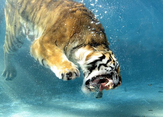 வித்தியசமான சில புகைப் படங்கள்  Under-water-10