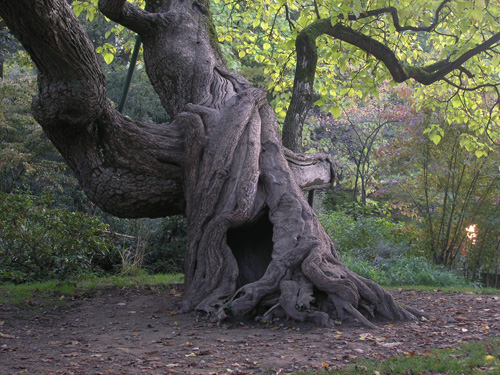 La source sacrée Arbre_base