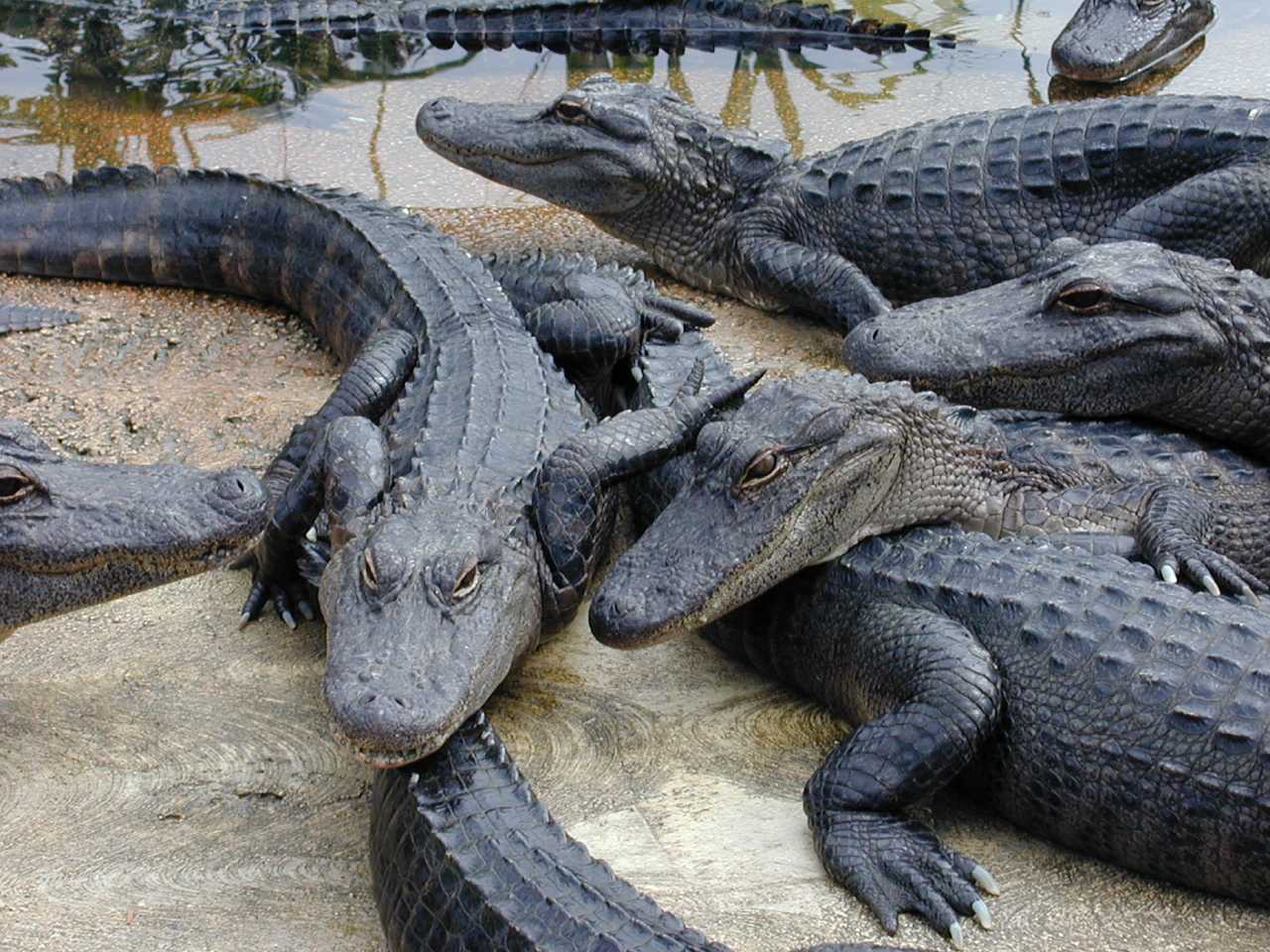 نعم للسحالي لا للتماسيح Crocodiles