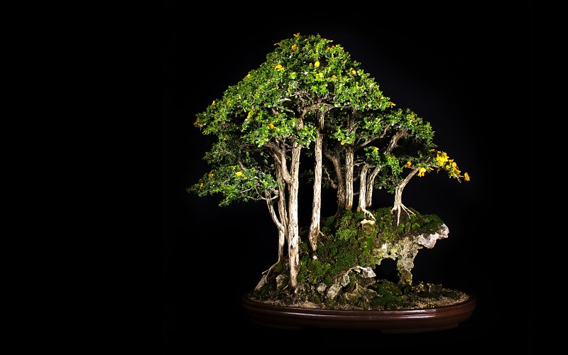 Bonsai - Page 24 Tree-bonsai-tree-black-leaves-pics-231006